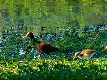 Northern Jacana